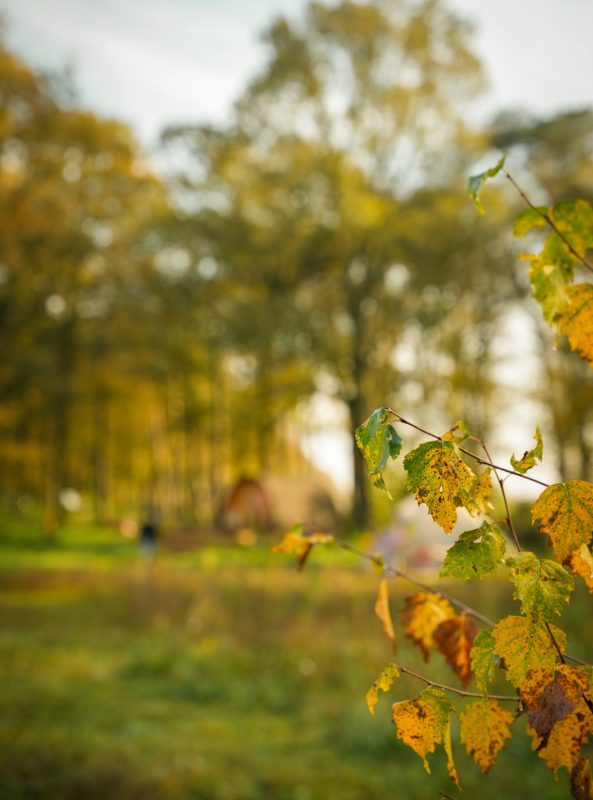 1000080575 online cursus en:of de 1 daagse training